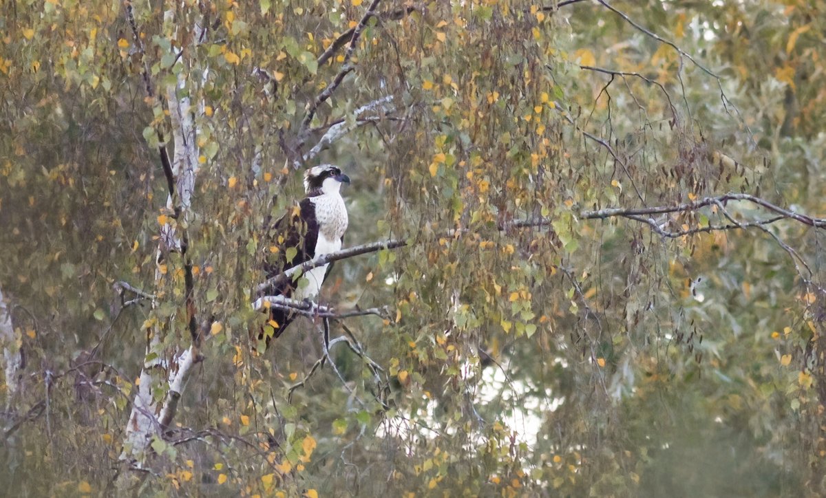 Jon Heath tweet media