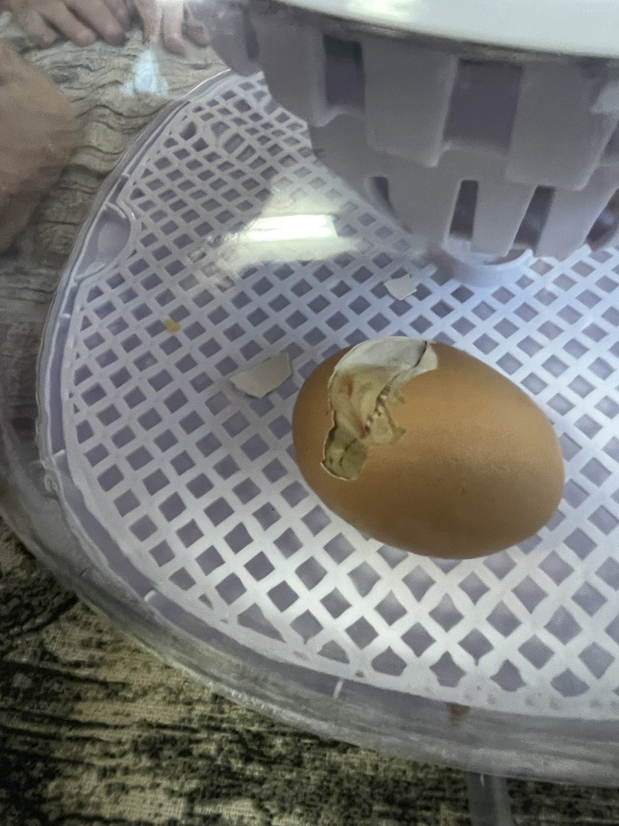 Watching our eggs hatch! 🐣 <a href="/MillbrookP/">Millbrook Primary</a>