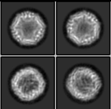 IsraelF96135088's tweet photo. All right today is ApoFe test dayβ¦ letβs see how the scope is performing after serious surgery!
First 12k particles C2d looking good!
#relion5 π» https://t.co/WLpiX0egKO