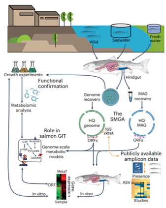 CIGENE (@cigene_nmbu) on Twitter photo New publication in <a href="/NatureMicrobiol/">Nature Microbiology</a> featuring CIGENE's @srsandve and <a href="/quark_buzo_vera/">Arturo Vera</a>. The Salmon Microbial Genome Atlas as a valuable resource for future studies on salmon nutrition and health: cigene.no/news/new-artic… New publication in <a href="/NatureMicrobiol/">Nature Microbiology</a> featuring CIGENE's @srsandve and <a href="/quark_buzo_vera/">Arturo Vera</a>. The Salmon Microbial Genome Atlas as a valuable resource for future studies on salmon nutrition and health: cigene.no/news/new-artic…