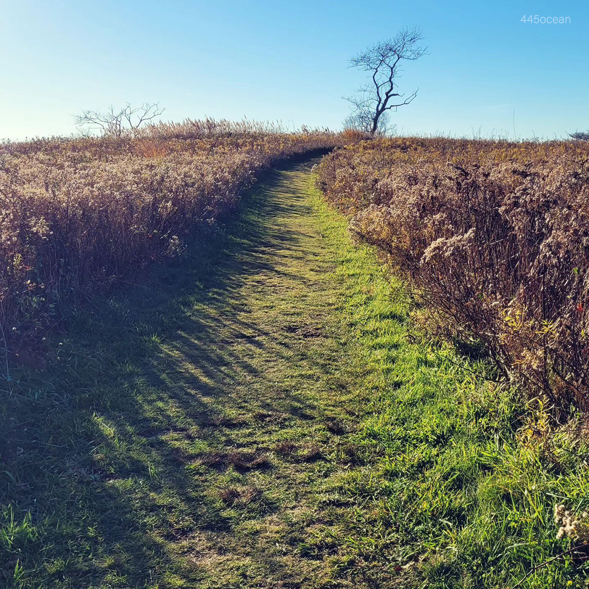 BlockIsleFerry's tweet photo. Block Island’s trails are a hiker’s paradise in the fall. Crisp air and fewer crowds make for the ideal trek.
#NatureLovers #ExploreBlockIsland #BIF #BlockIsland #SailAway #BlockIslandFerry https://t.co/faw0ONbpdf