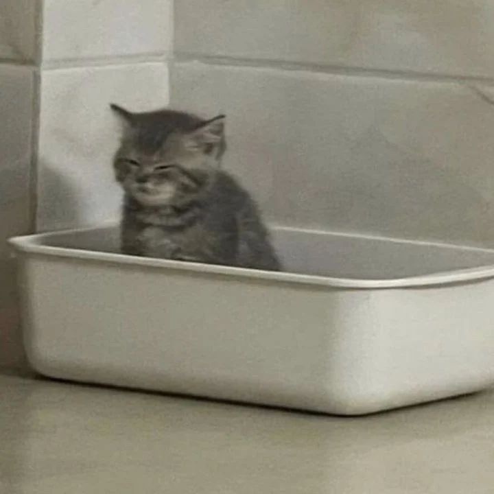 Punch Cat (@punchingcat) on Twitter photo 