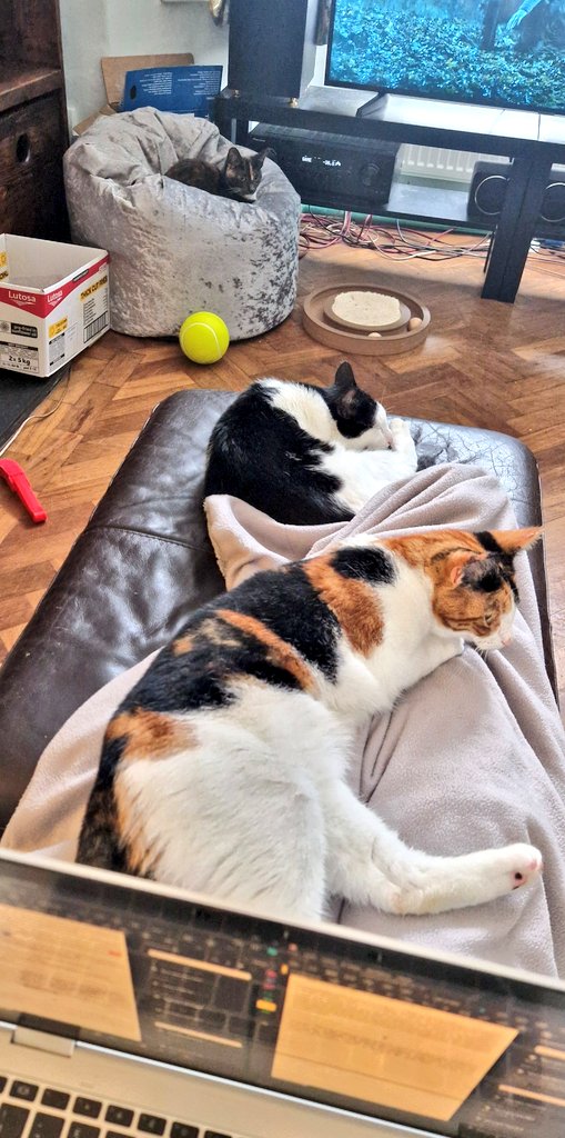 Cariad's moved to the beanbag and Blodyn's taken up prime knee position. Just a never ending rotation of cosy colleagues