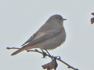 framptonneil's tweet photo. Black Redstart at Hope point this morning along with many flocks of Redwings and about 20 Stonechats https://t.co/JD3wk6HMjn