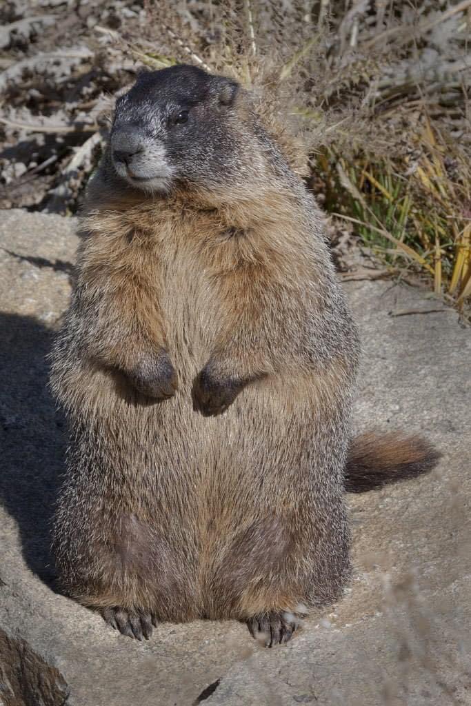 This is the ideal marmot body. You may not like it, but this is what peak performance looks like.