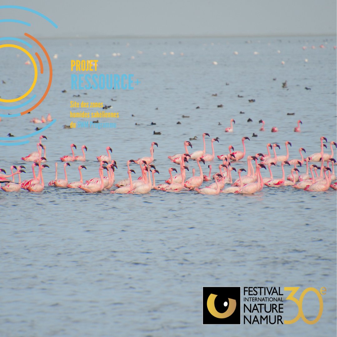 FAOBrussels's tweet photo. Rejoignez le #ProjetRESSOURCE du #SWMProgramme au Festival International Nature de Namur pour une conférence sur la conservation des #zoneshumides & des #oiseauxmigrateurs 🦆
🗓️19/10⏲️12h30
📍https://t.co/c3yGqTyWUI
💻https://t.co/iuUYyzsIix
#DroitÀlAlimentation https://t.co/egUsOx4iIQ