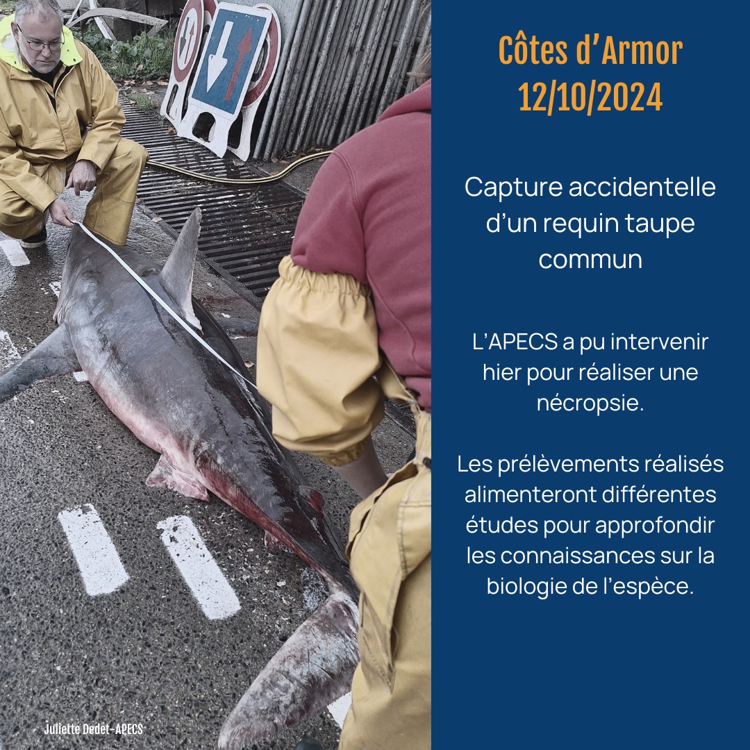 Association APECS tweet media