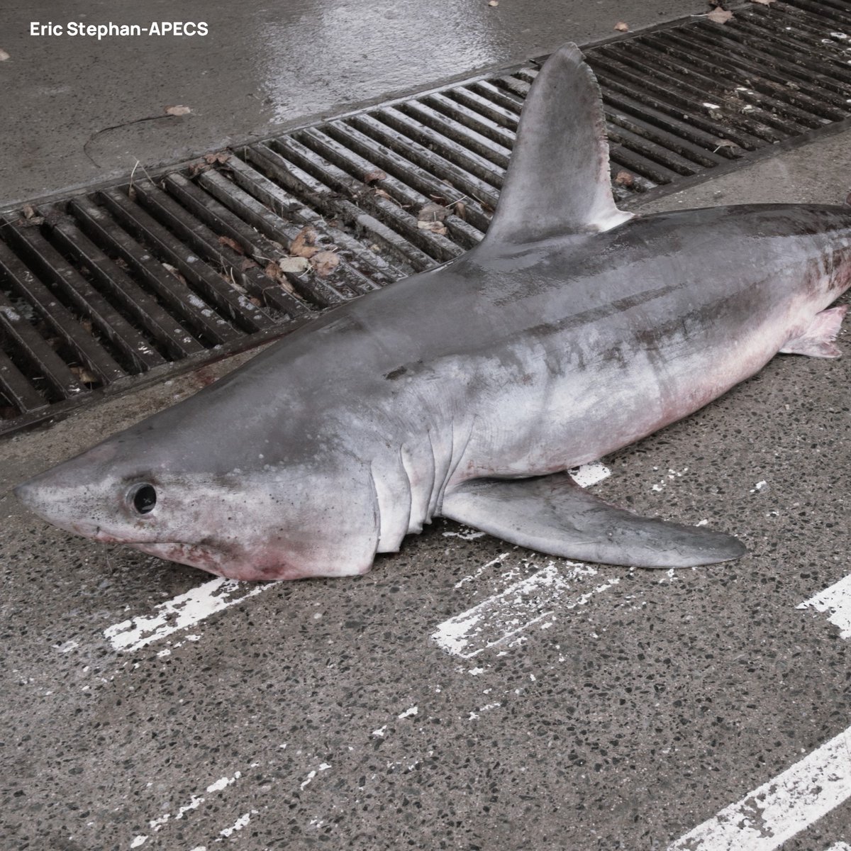 Association APECS tweet media