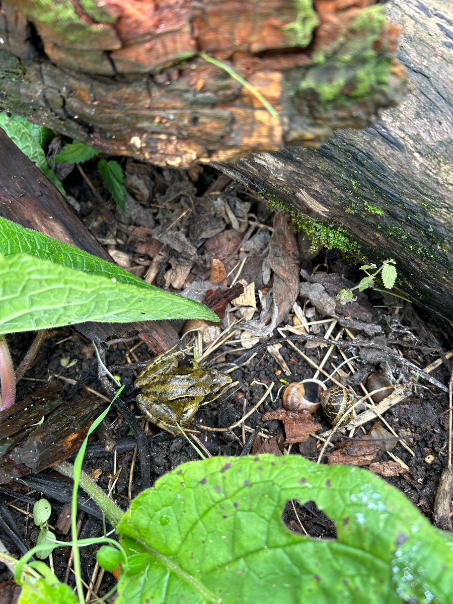 Our frogs are enjoying their habitat of the logs around our pond - they're very shy but we managed to find this one earlier! 👀🐸

We're looking forward to a sold out workshop with our friends <a href="/froglifers/">Froglife</a> in half term!