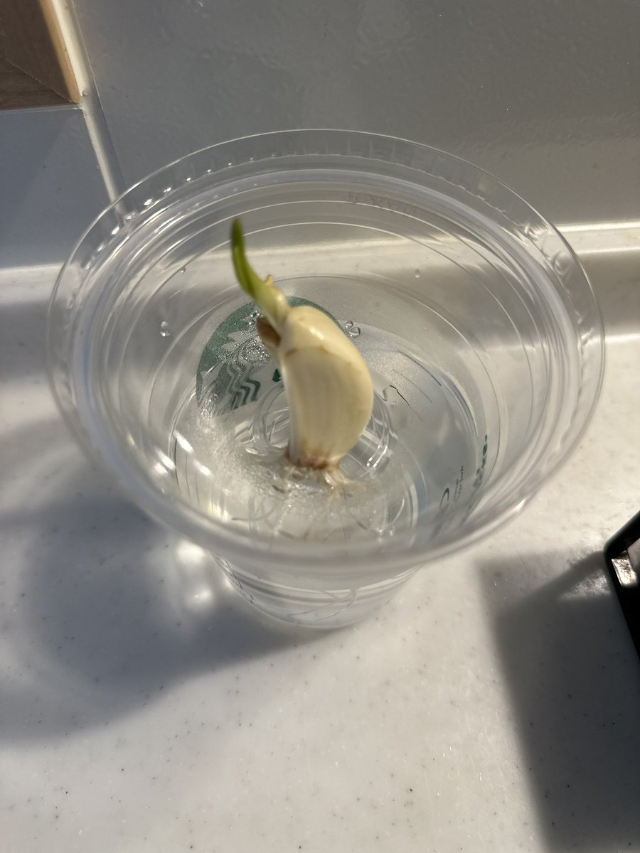 スプラウトニンニクはじめました。
水に浸しただけなのに1日で根が伸びはじめ、3日でこの状態。
ニンニクの生命力を感じます。。
スプラウトニンニクは一粒で、ニンニク1玉分の栄養があるそう。
#にんにく #スプラウトニンニク #水耕栽培