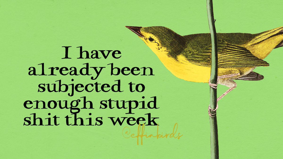 Effin' Birds (@effinbirds) on Twitter photo 