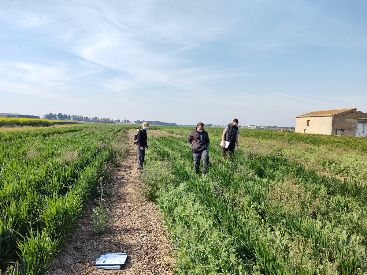 Daniel Plaza-Bonilla tweet media