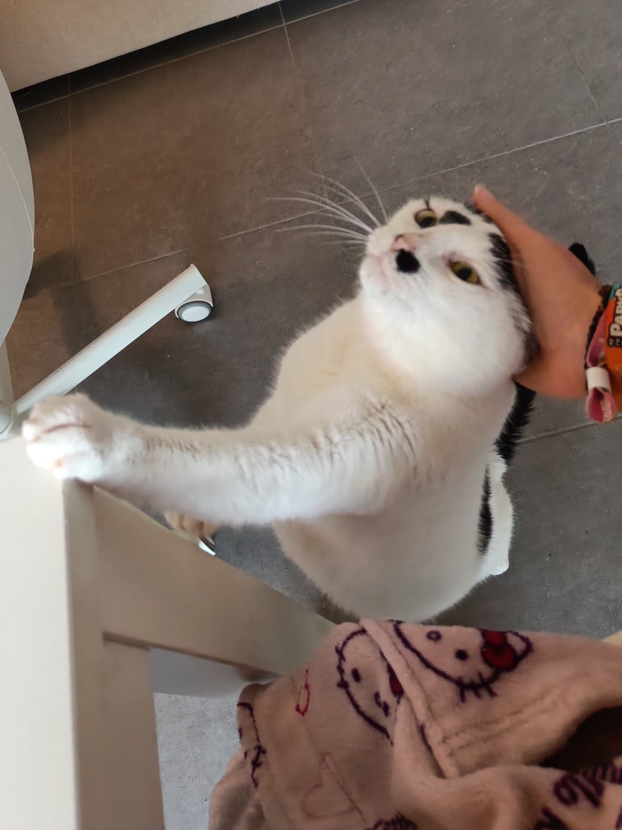 Cat @ 🔜 FACTS ✨ tweet media