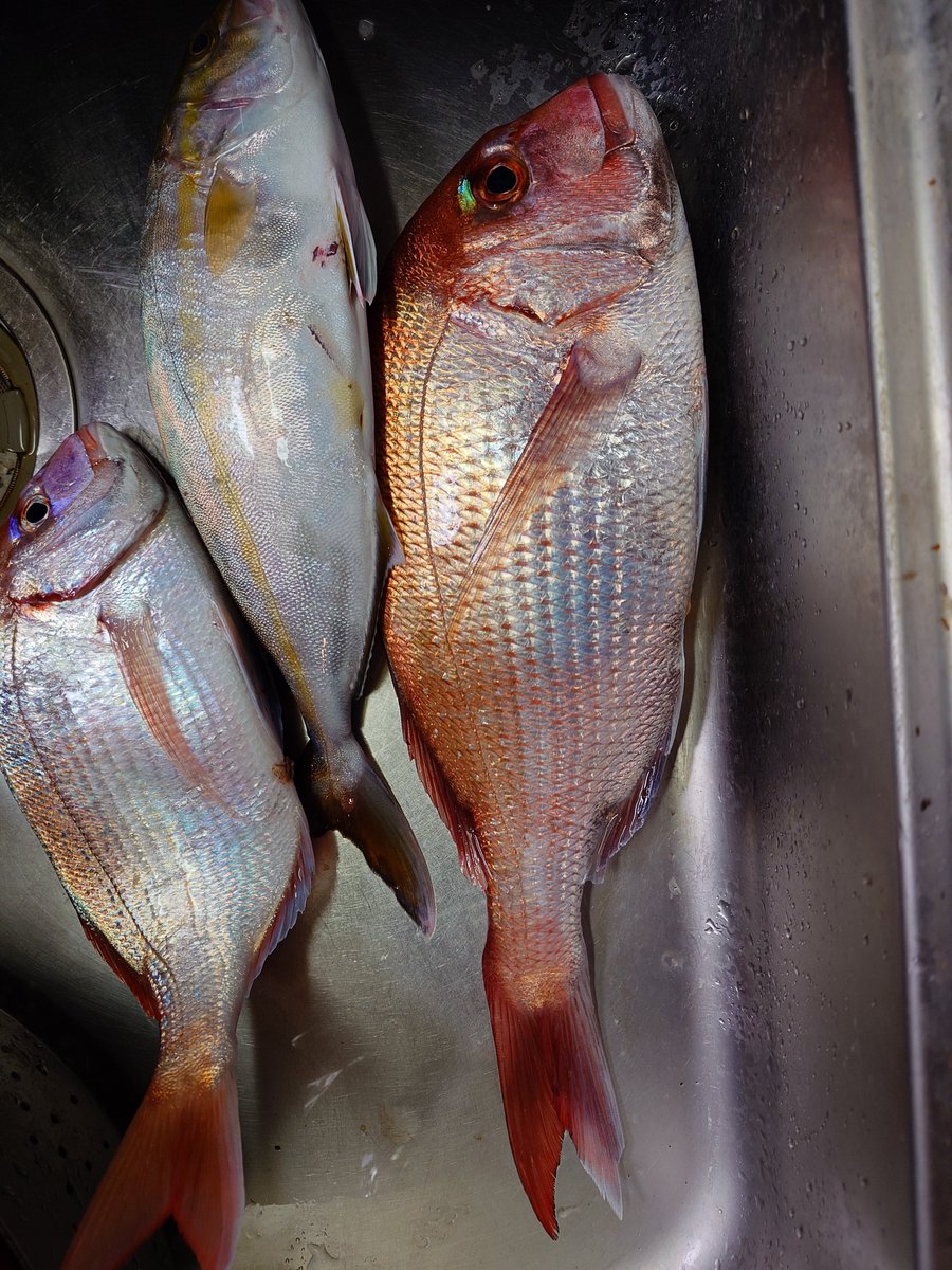 gakufuru's tweet image. 昨日は飯岡で幸丸さんの午後便でテンヤマダイ🐟️数はでなかったけど、良型の真鯛をお持ち帰り　夜な夜な下処理だけして明日からの晩酌楽しみです🙂
#幸丸 #レンジセッター　#ISELECT #テンヤマダイ #霞のクレヨンしんちゃん