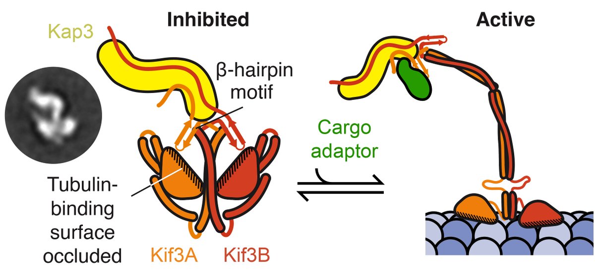 Aakash Mukhopadhyay (@aakashgautamm) on Twitter photo Excited to share our preprint on Kinesin-2 motor family!! We show how a novel beta-hairpin motif inhibits kinesin-2 by molecular mimicry and how cargo adaptors bind to an interface of Kap3 and beta-hairpin to activate kinesin-2. <a href="/Dunn_School/">Dunn_School (now @DunnSchool.bsky.social)</a> <a href="/ismb_london/">ISMB_London</a>
tinyurl.com/5fbvhpvz Excited to share our preprint on Kinesin-2 motor family!! We show how a novel beta-hairpin motif inhibits kinesin-2 by molecular mimicry and how cargo adaptors bind to an interface of Kap3 and beta-hairpin to activate kinesin-2. <a href="/Dunn_School/">Dunn_School (now @DunnSchool.bsky.social)</a> <a href="/ismb_london/">ISMB_London</a>
tinyurl.com/5fbvhpvz