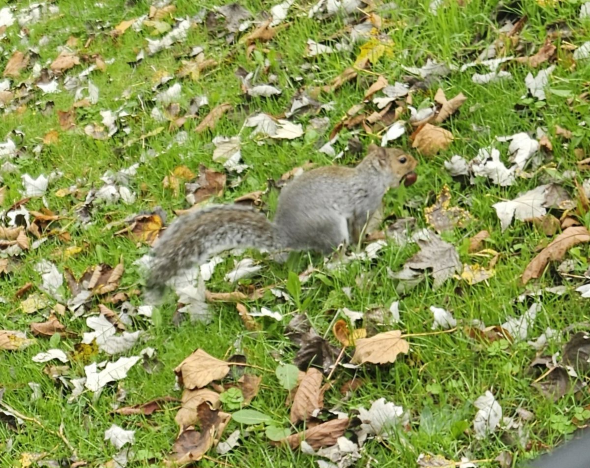 pfoagain's tweet image. Neep neep neep