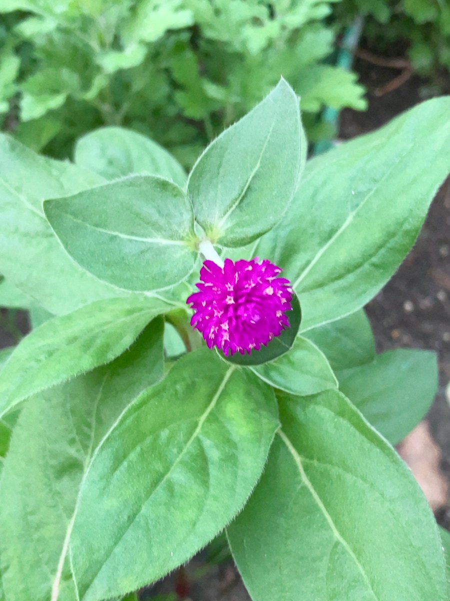 #JapanTravel #Japantrip
#picture #photos
#Japanesenature #日本