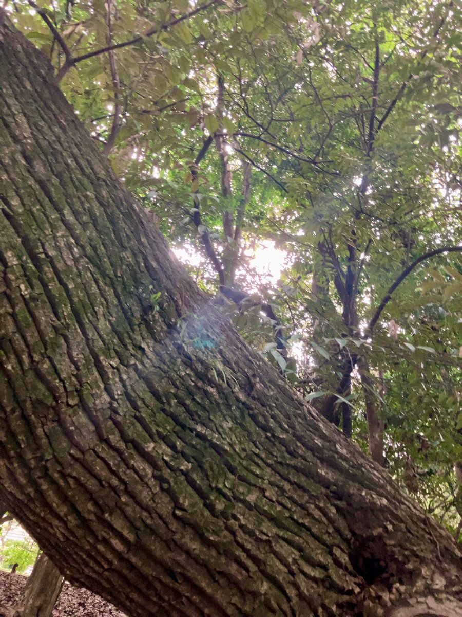 #JapanTravel #Japantrip
#picture #photos
#Japanesenature #日本