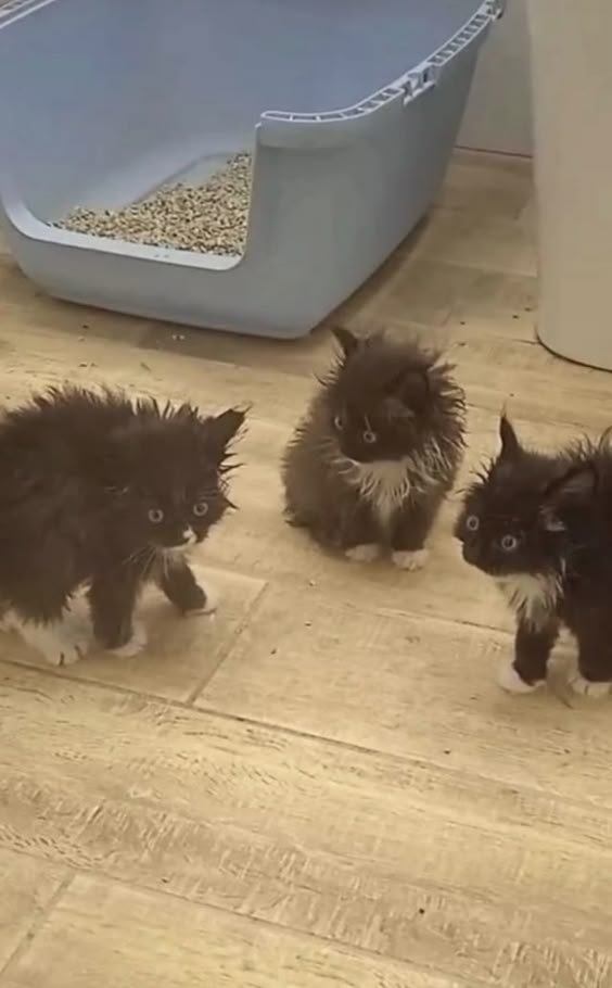 bitbtioa's tweet photo. Get some little bundles of happiness https://t.co/aPk5WqKD6W