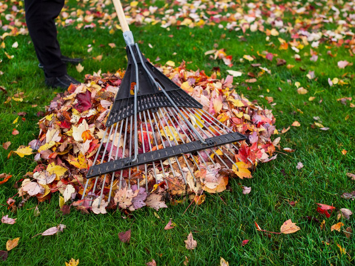 BellevilleON's tweet photo. Leaf & Yard Waste | Curbside leaf and yard waste collection starts next week! Find your collection date below:

🍂Oct. 21 - Zone 1 (west of Moira River, south of CNR tracks)
🍂Oct. 23 - Zone 2 (west of Moira River, north of CNR tracks, south of 401)
🍂Oct. 28 - Zone 3 (east of Moira River, north of Victoria Avenue, south of 401)
🍂Nov. 1 - Zone 4 (east of Moira River, south of Victoria Avenue)
🍂Nov. 4 - Zone 5 (west of Highway 37) & Zone 6 (east of Highway 37)

For more information and to find out what zone you live in, visit https://t.co/xxB3Q94jg9. Leaves can also be dropped off at the Leaf & Yard Waste Depot at 75 Wallbridge Cres., open Monday to Saturday.