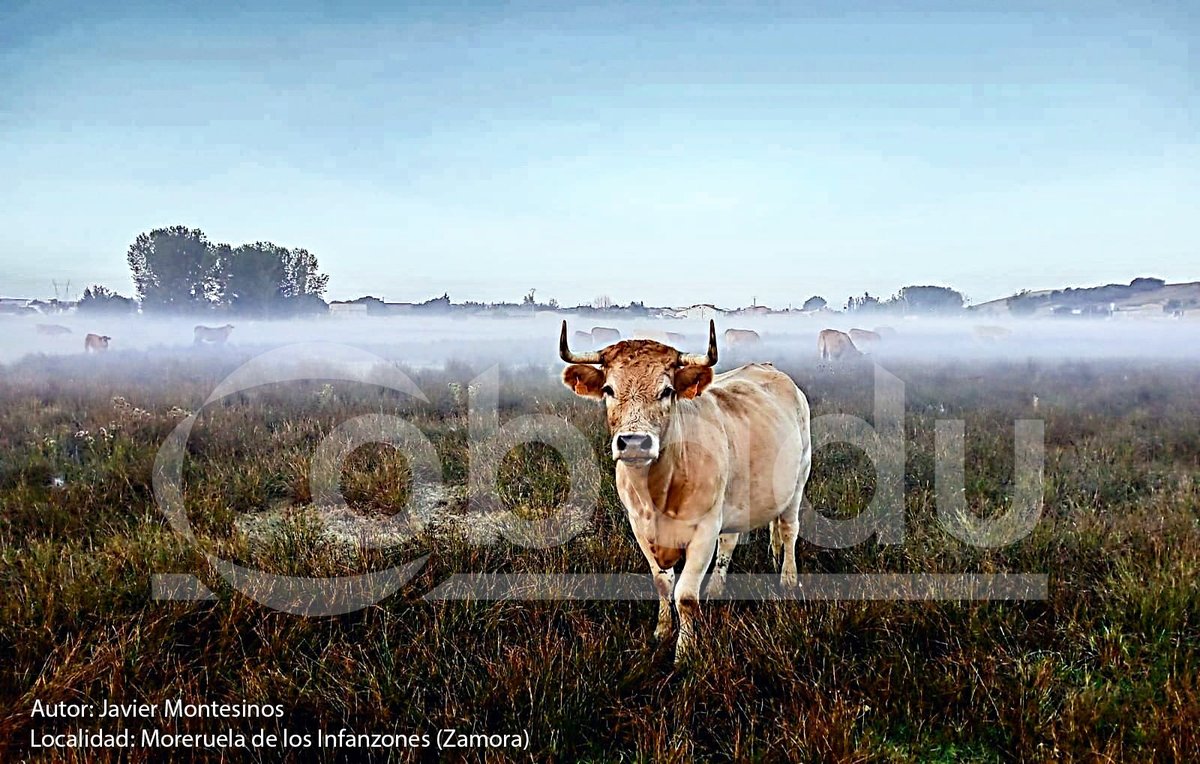 📷 JAVIER MONTESINOS, GANADOR DEL I CONCURSO DE FOTOGRAFÍA 'ASÍ VEO EL CAMPO'

Los miembros del jurado han destacado su impacto visual, su expresión y la viveza de la imagen, que parece "teletransportarnos a ese amanecer".