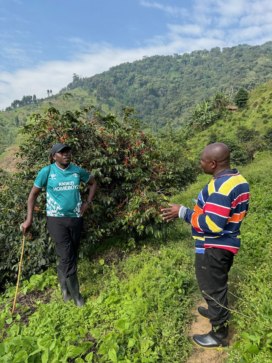 Mountain Harvest uplifts Ugandans through quality coffee. With innovation in Mount Elgon and work in Rwenzori, we listen to community needs. Together, we create a better life for all. 🌱☕

 #MountainHarvest #SustainableGrowth