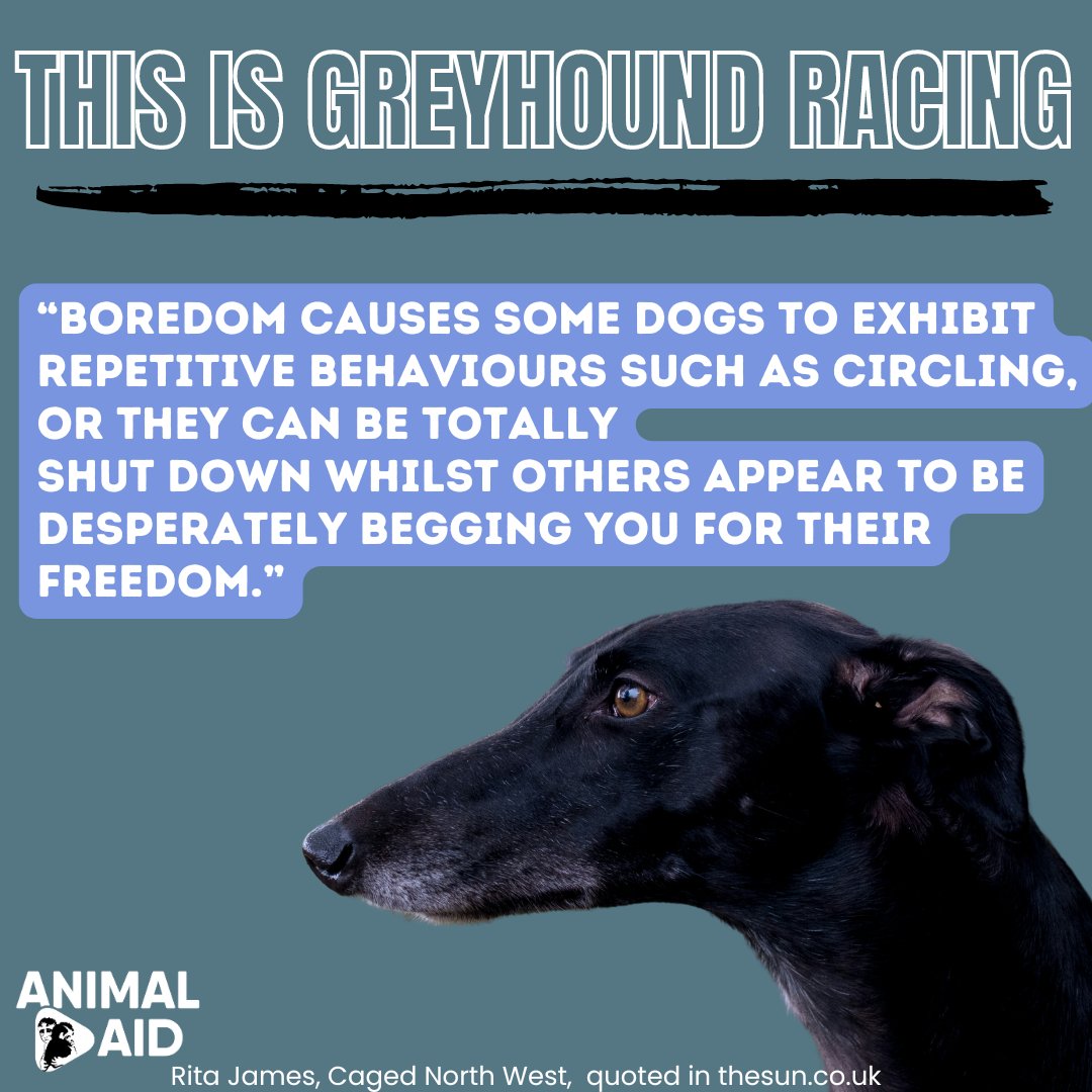 Dogs have been left struggling to survive next to rotting dead bodies of their friends, left with untreated wounds, emaciated and abandoned. Because this industry only values greyhounds on how much money they can make, thousands of dogs are discarded. 

#BanGreyhoundRacing.