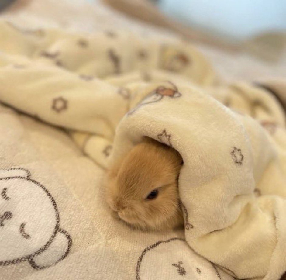 Hewwo, dis is Tulip. As you can see she is just a baby bun. She just heard a vewy scary noise and she was wondering if you could go check in da closet and under da bed for her. Will you perform dis vital service? Say “Of course baby bun!” to go look for monsters!