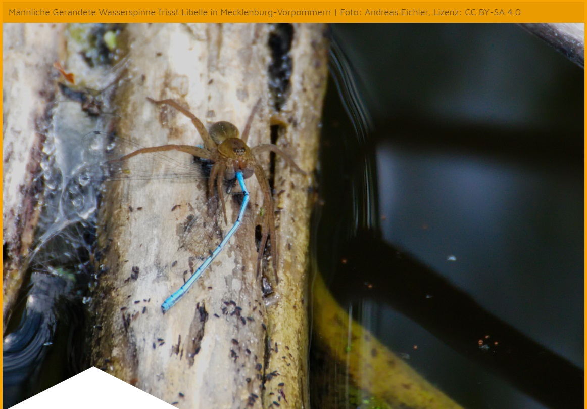 zoosmedia's tweet image. Auch dank dem .@zsllondonzoo konnte die Gerandete Wasserspinne ein tolles Comeback feiern. Nun erklärt der "Spiderman" vom Zoo in London, warum die Art so faszinierend ist 👉 zoos.media/medien-echo/ge…

#londonzoo #spideman #zoosmatter 🦓