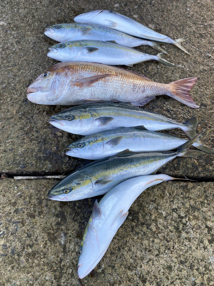 hanbunkuttadaro's tweet photo. 水アリーナ昨日テキトーに2回やって、200位くらいのスタートだったらいいなー
て思ってたんでびびったw
まー明日のガチャで凄いの出してきてソッコーで1ページ目から押し出されるパターンかw

#このファン https://t.co/rVFltQANDB