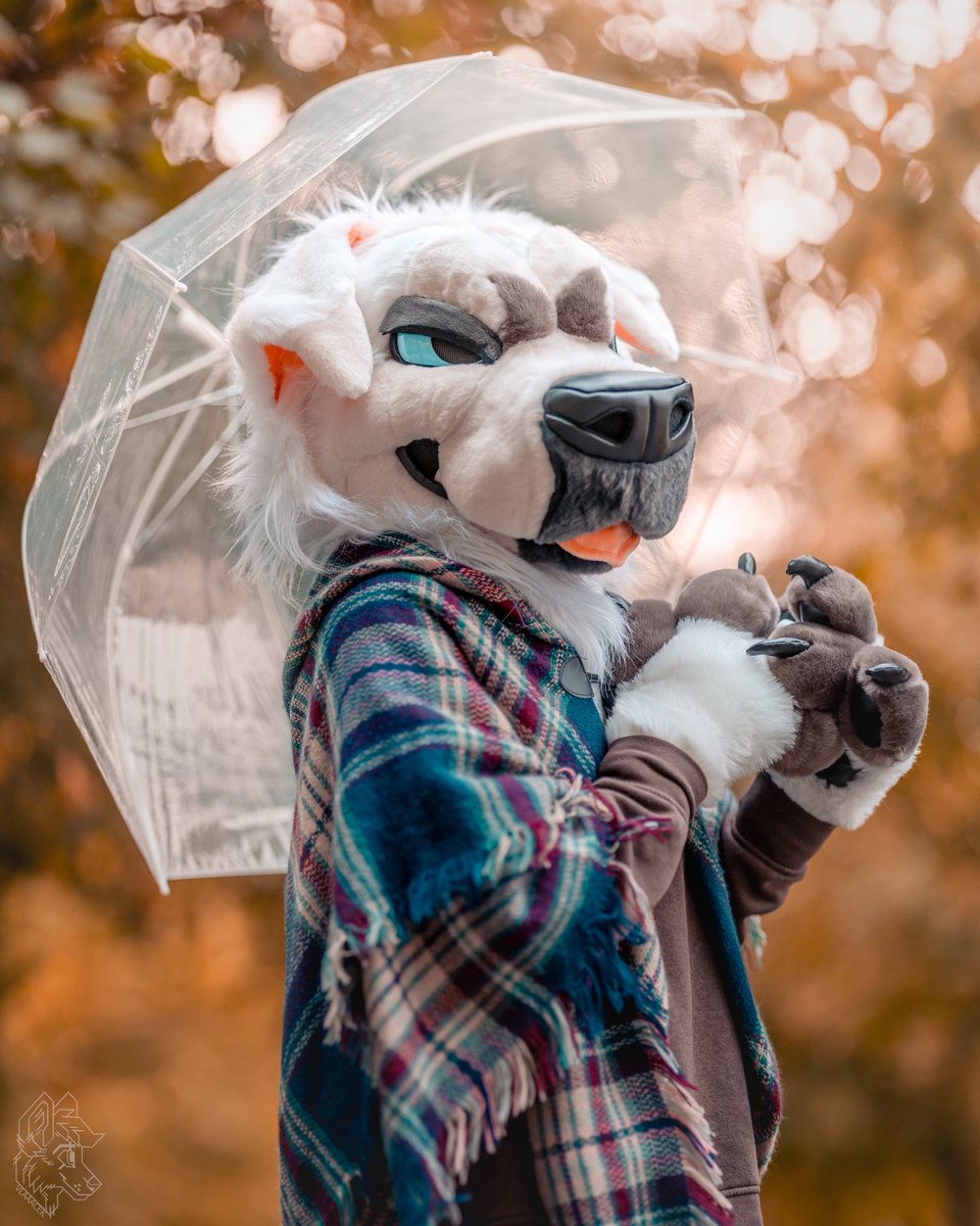 It's getting colder and colder. Are you also prepared for rainy days? ☂️

📷 <a href="/vlaaacek/">VlaceK</a> 
✂️ @LomonosovFur