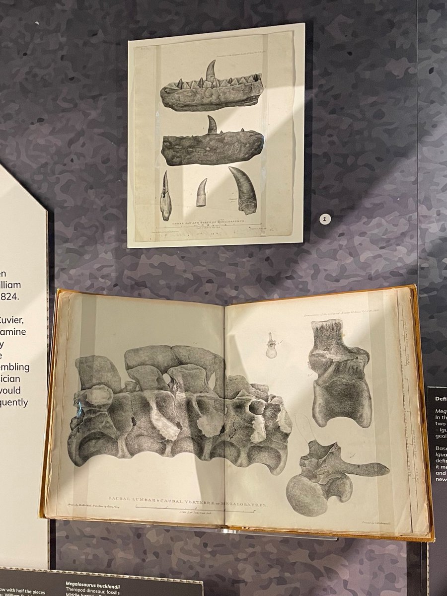 Danielle Czerkaszyn tweet media