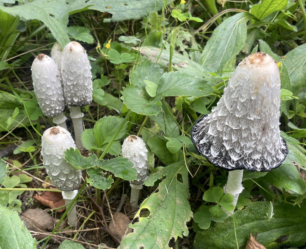 ☆☆☆ tweet media