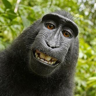 buymonkeyselfie's tweet photo. https://t.co/maKrFpjMGQ