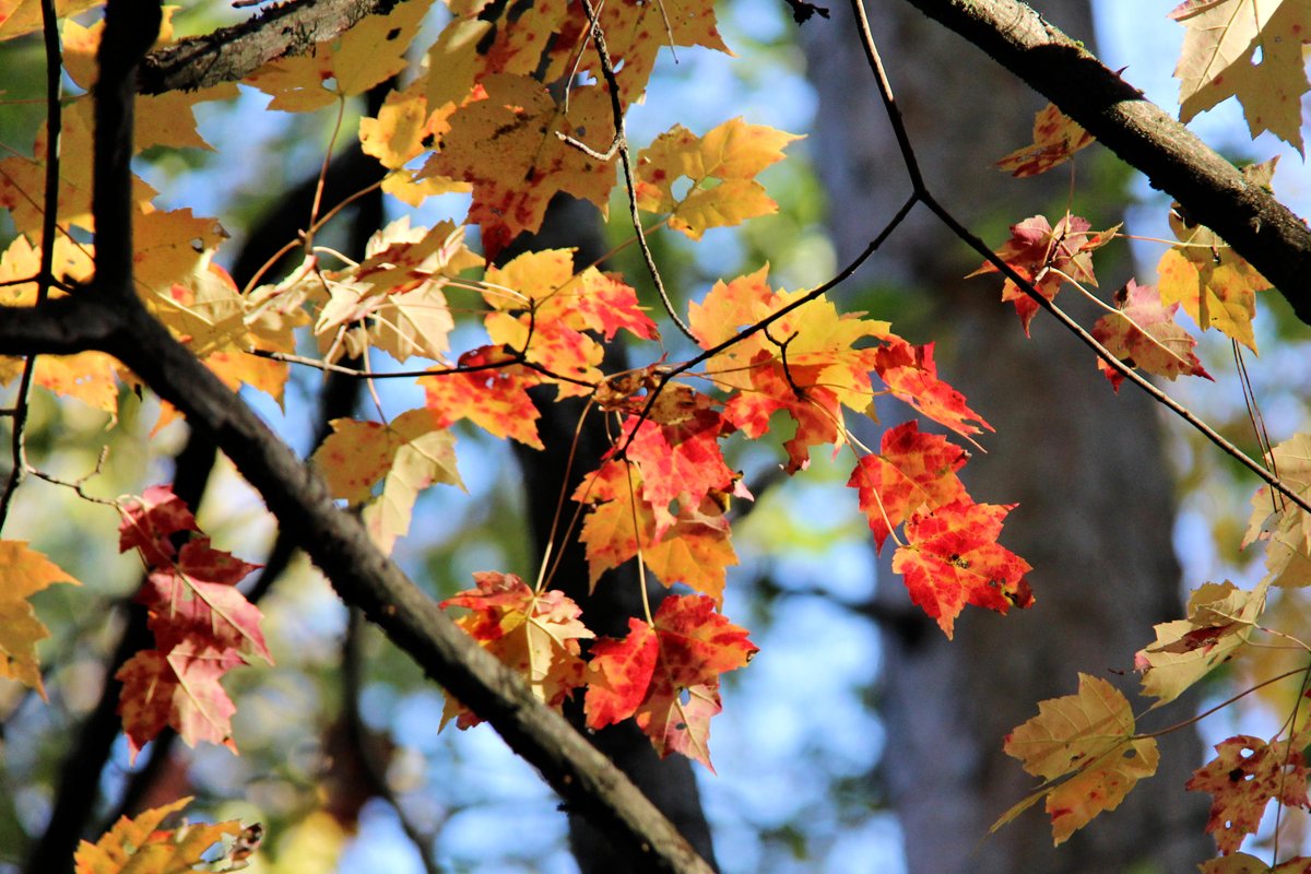 Enjoyed some hiking and wandering around Samuel de Champlain Provincial Park on the Thanksgiving weekend here in Canada! I hope you all had a wonderful weekend too!

#fallcolours #ontarioparks #gofarfeelgood