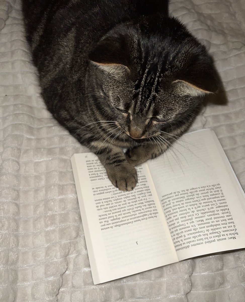 saturnethecat's tweet photo. Petite lecture du soir 😼 https://t.co/9Y5Vd0YNXN