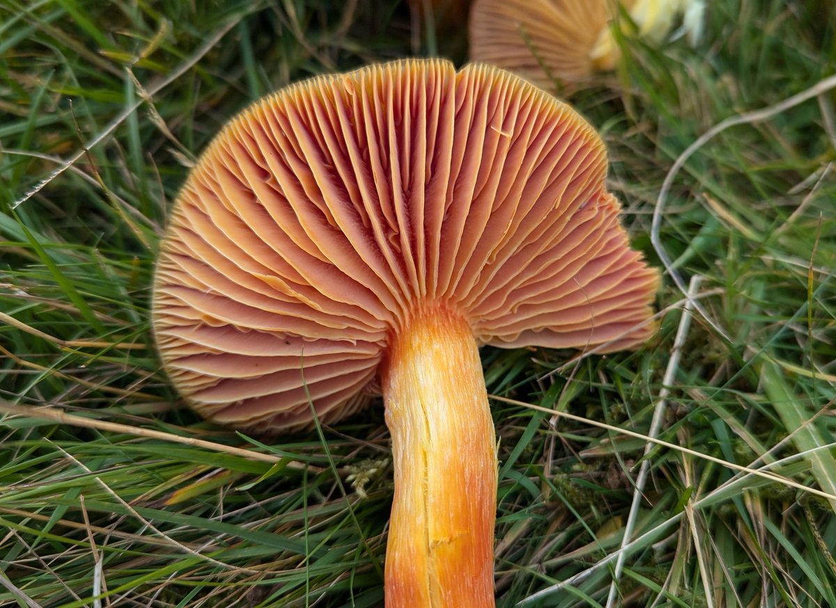Despite plant surveying, my favourite find of the day was this waxcap fungi...

This beauty is a 'Splendid Waxcap', with it's iconic red cap, fibrous stipe and pale edged gills. It is one of the rarer waxcaps and indicates very high quality grassland. 

#Waxcaps #Fungi