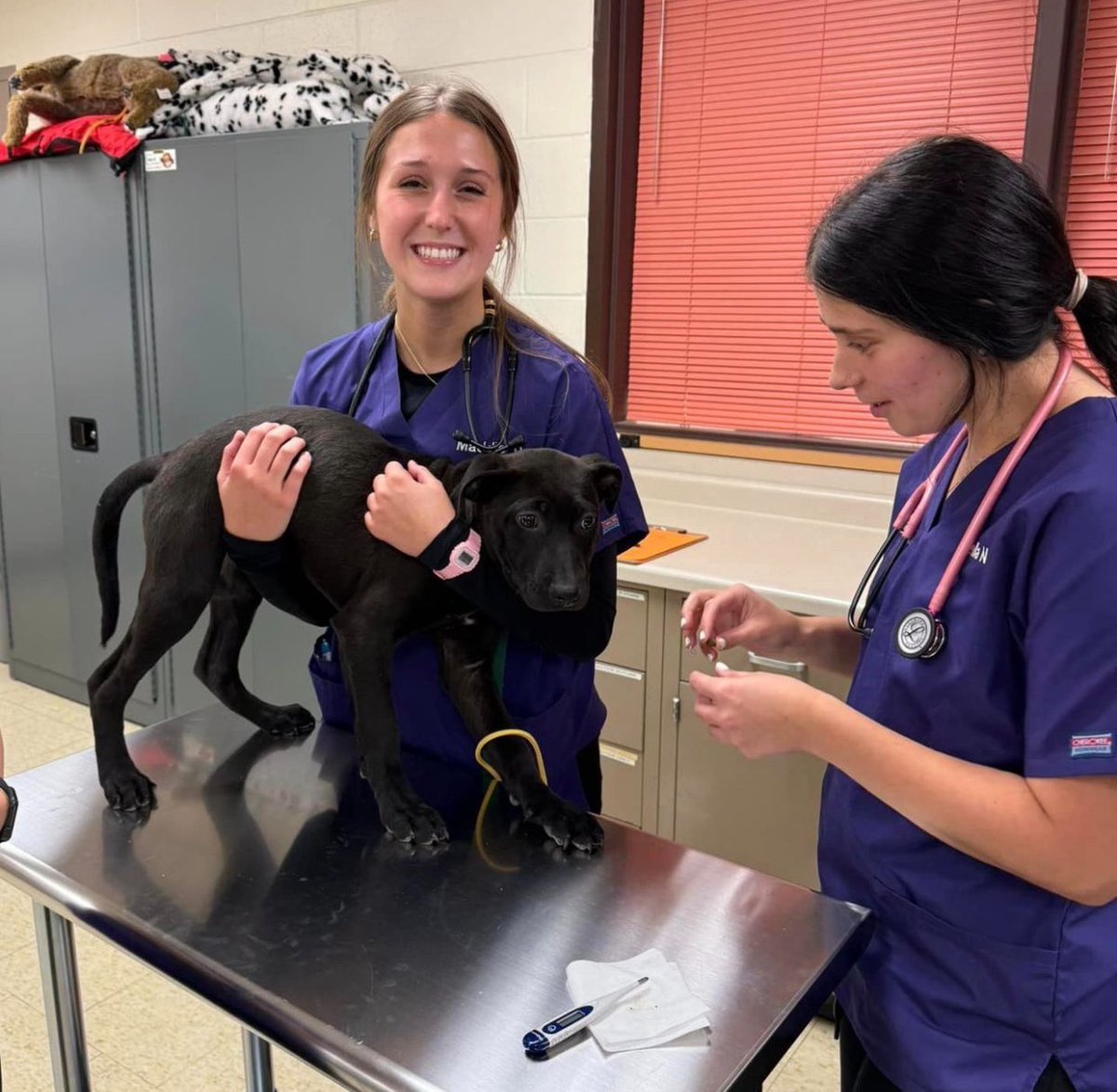 ndsucafsnr's tweet image. Happenings in the Vet Tech training zone…. Students learned about canine restraint and physical exam basics in canine patients. THANK YOU Turtle Mountain Animal Rescue for the adorable patients! 

#NDSU #NDSUCAFSNR #VetTechStudent #VeterinaryTechnician