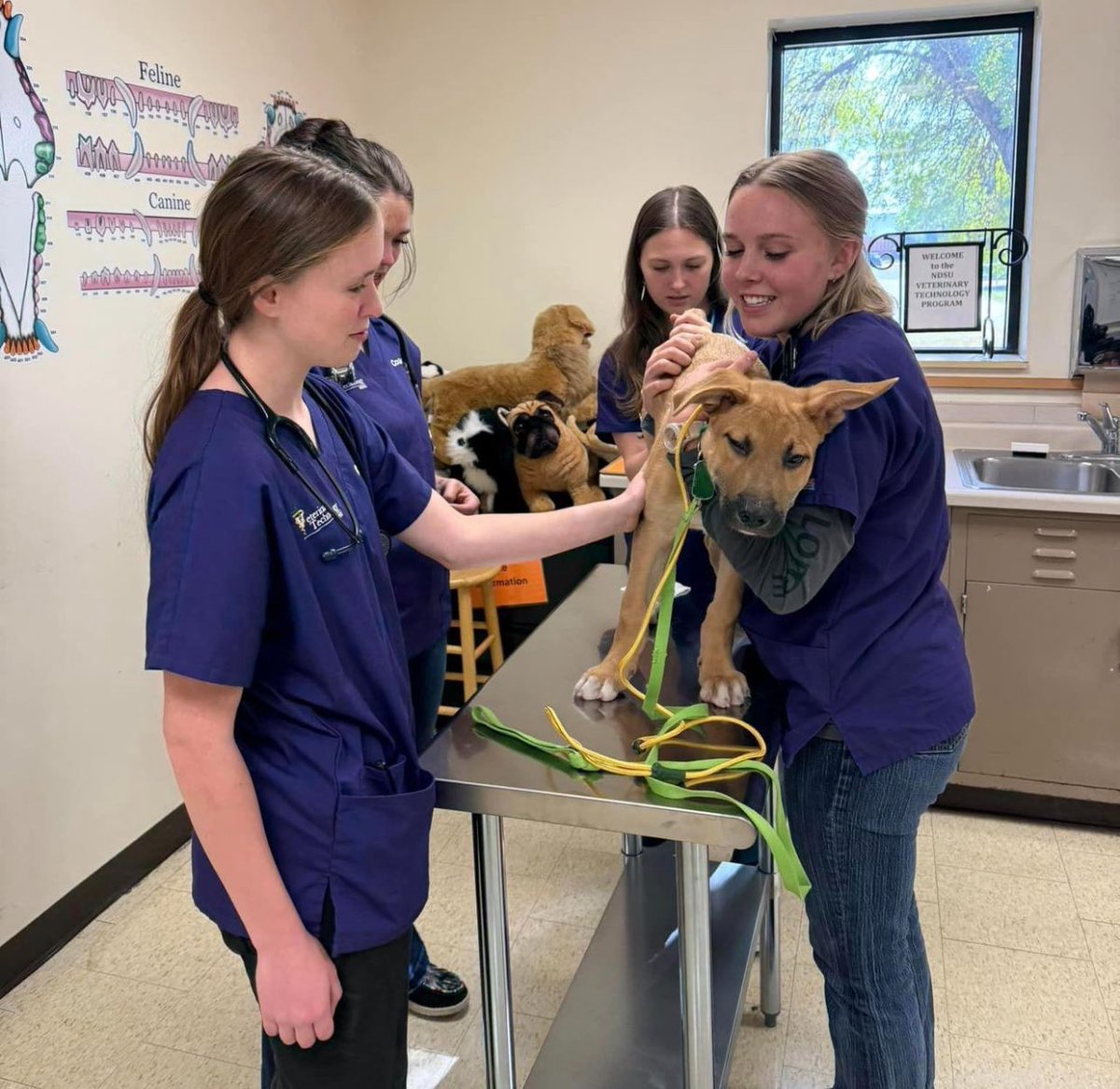 ndsucafsnr's tweet image. Happenings in the Vet Tech training zone…. Students learned about canine restraint and physical exam basics in canine patients. THANK YOU Turtle Mountain Animal Rescue for the adorable patients! 

#NDSU #NDSUCAFSNR #VetTechStudent #VeterinaryTechnician