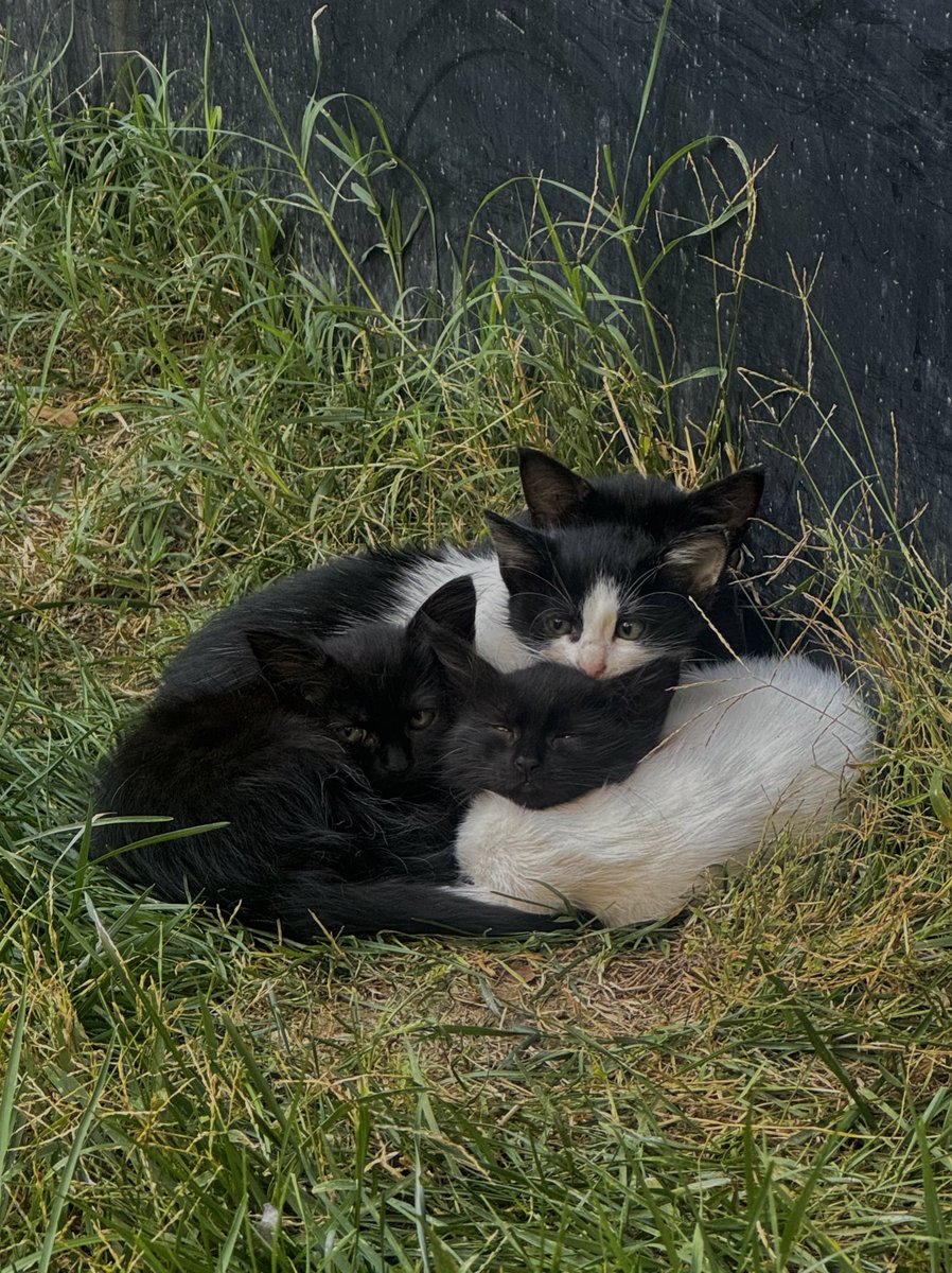 evet bu bakıslarıyla bana herseyi yaptırabilirler köleleri olmaya razıyım
