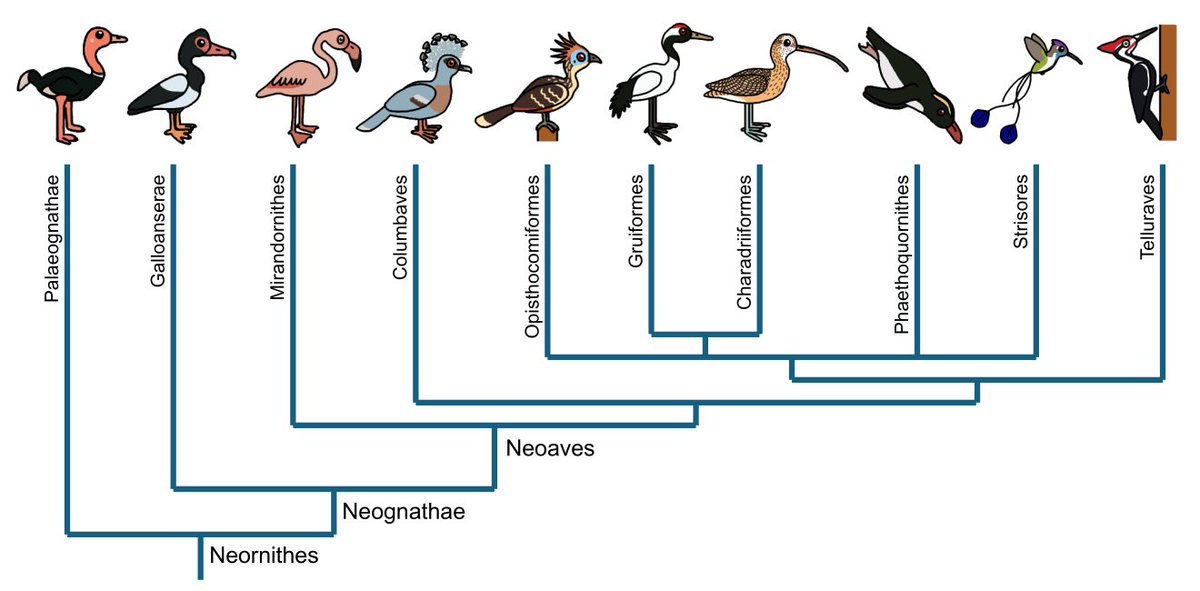 Alberta Claw (@albertonykus) on Twitter photo A new article I co-authored is out! Along with Marcel van Tuinen and <a href="/fieldpalaeo/">Field Palaeobiology Research Group</a>, we succinctly summarize current knowledge on the origins and diversification of birds. This will be an entry in the 2nd ed. of Encyclopedia of Evolutionary Biology (2025). sciencedirect.com/science/articl… A new article I co-authored is out! Along with Marcel van Tuinen and <a href="/fieldpalaeo/">Field Palaeobiology Research Group</a>, we succinctly summarize current knowledge on the origins and diversification of birds. This will be an entry in the 2nd ed. of Encyclopedia of Evolutionary Biology (2025). sciencedirect.com/science/articl…