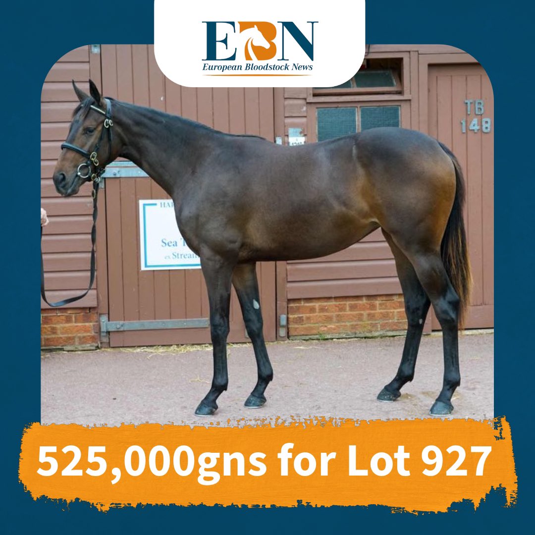 EBN (@bloodstocknews) on Twitter photo Lot 927, a striking Sea The Stars (<a href="/AgaKhanStuds/">Aga Khan Studs</a>) filly out of a Gr.2-placed half-sister to dual Gr.3 winner & Gr.1 Melbourne Cup 2nd PRINCE OF ARRAN, is knocked down to Jason Kelly Bloodstock for 525,000gns from Harry Dutfield on Day 2 of <a href="/Tattersalls1766/">Tattersalls</a> Book 2. Lot 927, a striking Sea The Stars (<a href="/AgaKhanStuds/">Aga Khan Studs</a>) filly out of a Gr.2-placed half-sister to dual Gr.3 winner & Gr.1 Melbourne Cup 2nd PRINCE OF ARRAN, is knocked down to Jason Kelly Bloodstock for 525,000gns from Harry Dutfield on Day 2 of <a href="/Tattersalls1766/">Tattersalls</a> Book 2.
