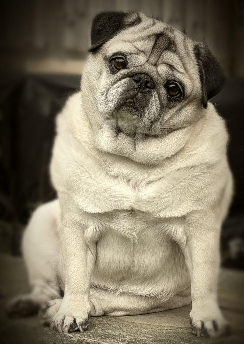 Happy International Pug Day! 💕