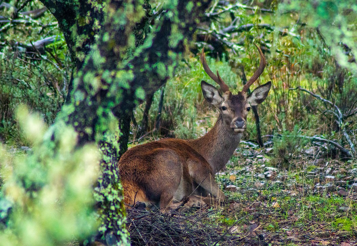 Resguardándose de la lluvia #Romangordo <a href="/visitamonfrague/">Centro Sur de Visitantes de Monfragüe</a> <a href="/MonfraguePN/">PNMONFRAGUE</a> <a href="/monfrague_/">monfrague_</a> <a href="/AmarExtremadura/">Amar Extremadura</a> <a href="/extremadura_s/">secretos extremadura</a> <a href="/SoloExtremadura/">SomosExtremadura 💚⬜️⬛️</a> <a href="/Turismo_DipCC/">Turismo Provincia Cáceres</a> <a href="/cacerespasado/">Conoce Cáceres // Cáceres en el Pasado</a> <a href="/planvex/">planVE guía de ocio</a> @Extremadura_tur