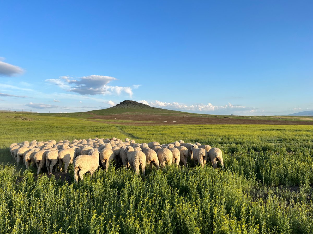 RuralCounties's tweet image. #RuralCountyPhoto: Sheep walking through lush green pastures in #ModocCounty is #RCRC’s rural county photo of the week. This beautiful image was captured by Modoc County Supervisor Geri Byrne.