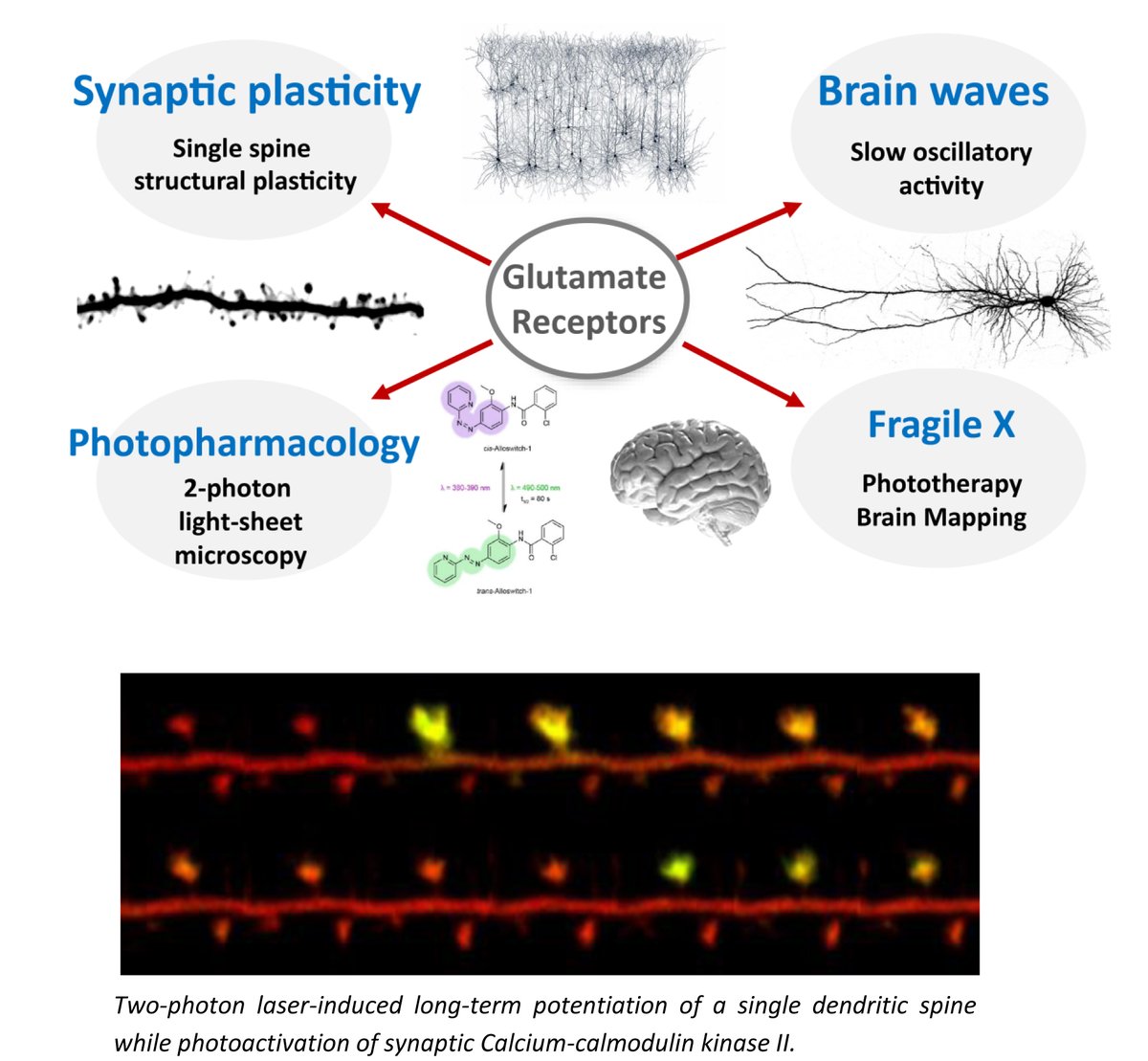 Miquel Bosch (@miquelbosch) on Twitter photo Looking for a PhD student to apply to FI (<Oct 30) or UIC-Barcelona fellowships (<Nov 15).
Interested in synapse structural plasticity, autism and photopharmacology?
Send CV: miquelbosch@uic.es
lnkd.in/e-rTcaFs
<a href="/InstitutoCajal/">Instituto Cajal-Centro de Neurociencias Cajal-CSIC</a> <a href="/AchucarroGlia/">Ʌʗʜʋʗɑɼɼʘ</a> <a href="/NeuroAlc/">Instituto de Neurociencias UMH-CSIC</a> <a href="/UBneuroscience/">Institut de Neurociències de la UB</a> Looking for a PhD student to apply to FI (<Oct 30) or UIC-Barcelona fellowships (<Nov 15).
Interested in synapse structural plasticity, autism and photopharmacology?
Send CV: miquelbosch@uic.es
lnkd.in/e-rTcaFs
<a href="/InstitutoCajal/">Instituto Cajal-Centro de Neurociencias Cajal-CSIC</a> <a href="/AchucarroGlia/">Ʌʗʜʋʗɑɼɼʘ</a> <a href="/NeuroAlc/">Instituto de Neurociencias UMH-CSIC</a> <a href="/UBneuroscience/">Institut de Neurociències de la UB</a>