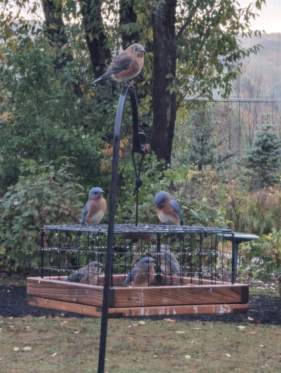 Coreen Steinbach tweet media