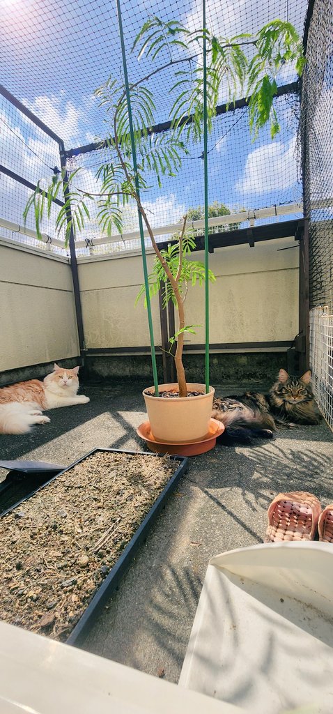 nekoemirin's tweet photo. 繁るといいね🌿

#メインクーン
#エバーフレッシュ
#猫のいる生活
#猫デッキ https://t.co/cyGh2pBDAt