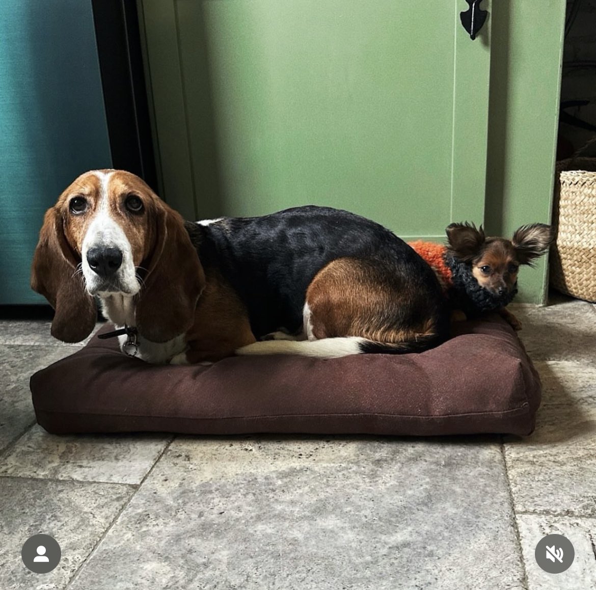 first dottie pic in years… ryan ross when i find u…