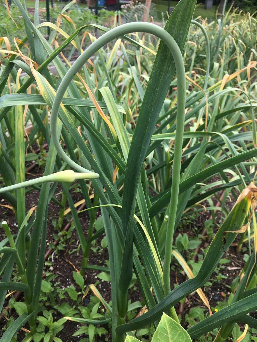 Seed St. Louis tweet media